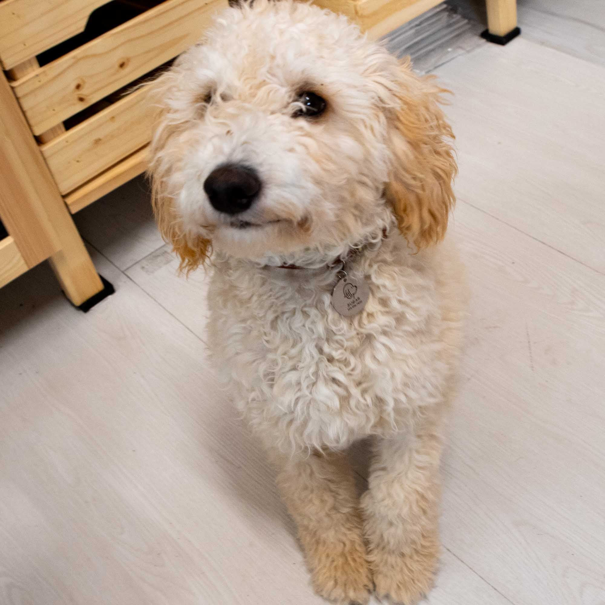 Personalized Stainless Steel Dog Tag, Custom Pet ID