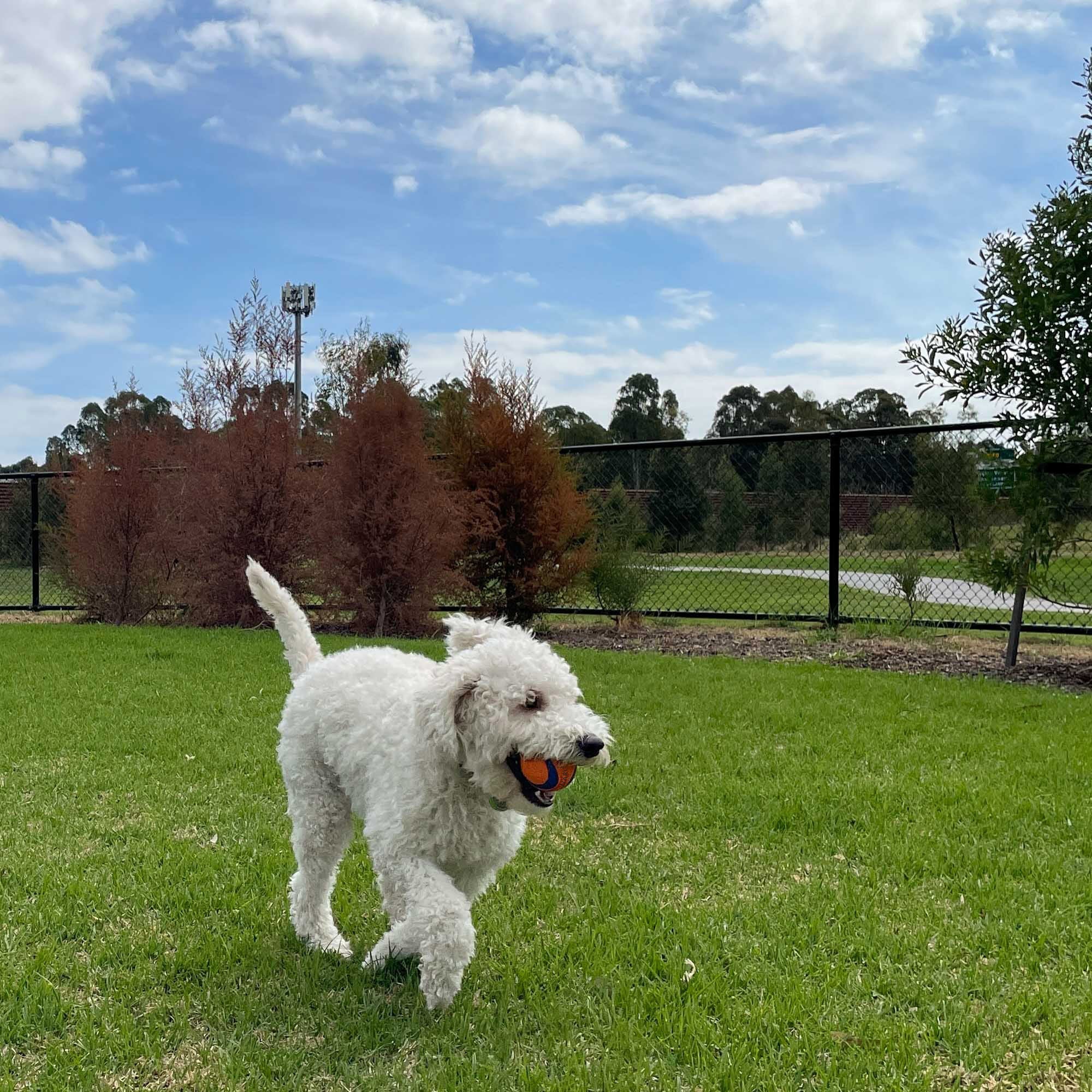 Personalised Squeaky Dog Toy Ball – Engraved with Your Dog’s Face and Name! - Younique Gifts