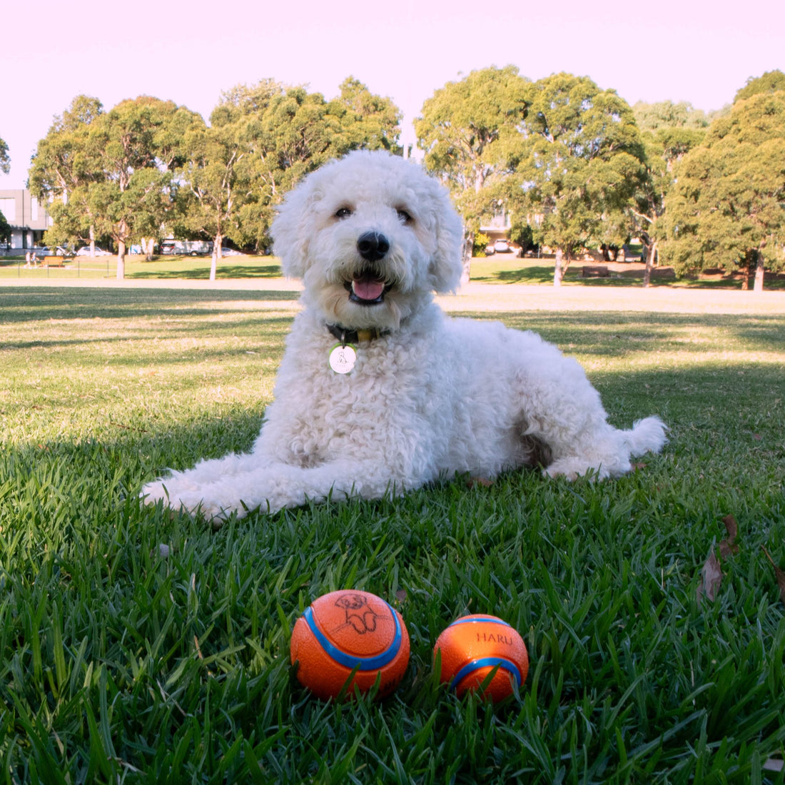 Personalised Squeaky Dog Toy Ball – Engraved with Your Dog’s Face and Name! - Younique Gifts