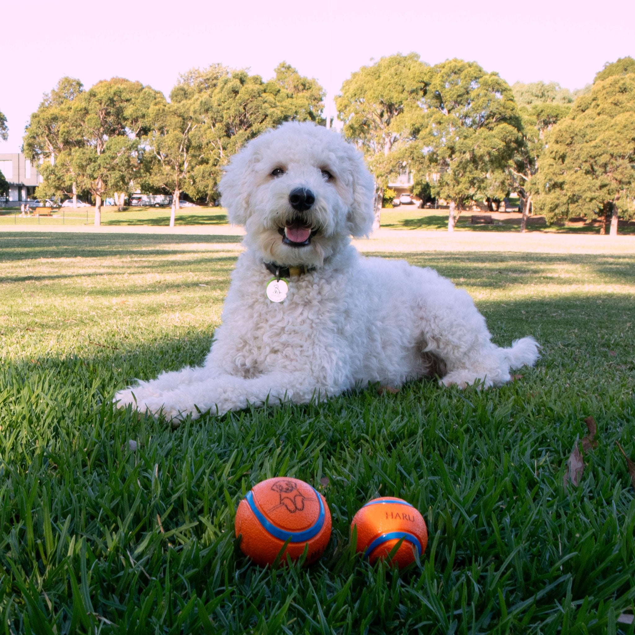 Personalised Squeaky Dog Toy Ball – Engraved with Your Dog’s Face and Name! - Younique Gifts