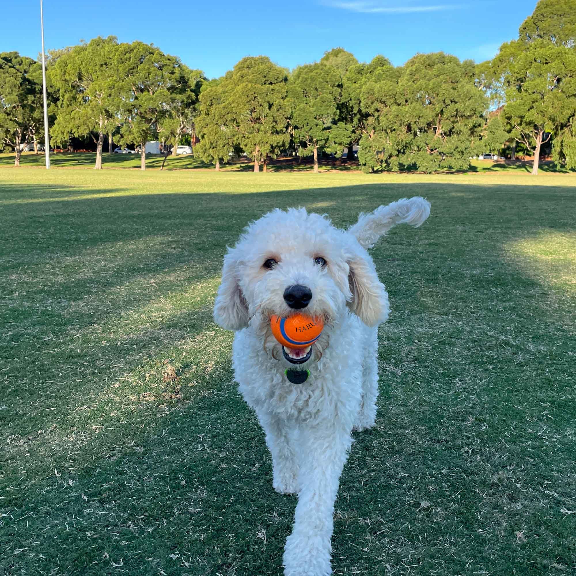 Personalised Squeaky Dog Toy Ball – Engraved with Your Dog’s Name! - Younique Gifts